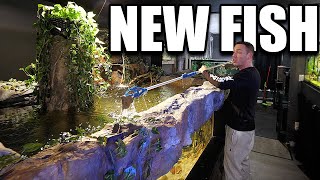 NEW FISH for the 2,000G aquarium!