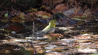 河口湖フィールドセンターのメジロの水浴び　その６０（4K60P動画）