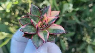 Echeveria Monocerotis variegated