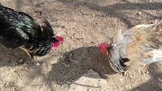 Rooster vs rooster fight