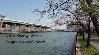 大阪桜通信2020/04/04-2 Osaka Cherry Blossom Telegram