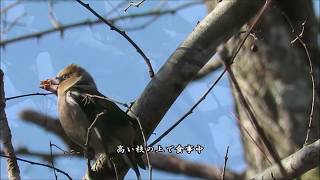 2019 年マイフィールドで初バードウォッチングー神戸市立森林植物園－2019 01 05