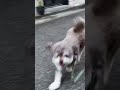 【チワプー】パパを見つけて大興奮の小鉄！ shorts チワプー チワワ トイプードル 犬 犬のいる暮らし チワプーの小鉄