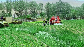 6: Agriculture in Bamyan  کار و زندگی  برنامه ۶ آبیاری و فصل علف گیری کشاورزان