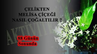 MELİSA ÇOĞALTMA |KOLONYA ÇİÇEĞİ ÇOĞALTMA| ÇELİKTEN MELİSA ÇİMLENDİRME|90 GÜNLÜK SABIR|çiçek yetiştir