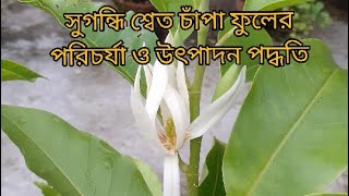 Swet Champa/White Champa/Golden Champa or Magnolia Alba plant care শ্বেত চাঁপা/স্বর্ন চাঁপা