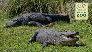 Alligator Bay Feeding in Naples Zoo at Caribbean Gardens