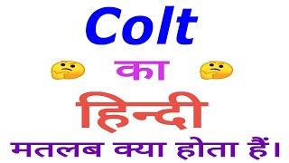 Colt meaning in hindi | Colt ka matlab kya hota hai | Colt in hindi