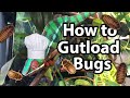 How to gutload bugs for a chameleon