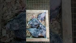 7418253704 call me #pets #sell #birds #sale #sales #cockatiel