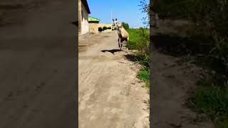 Чистокровны Ахал-Текинская Лошадь 🐎 😱|Turkmen ahal teke horse #shorts #tiktok #shortsvideo