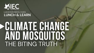 Climate Change & Mosquitos: The Biting Truth