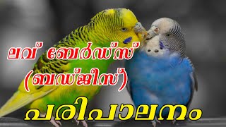 HOW TO BREED LOVE BIRDS | PETS \u0026 AQUARIUM | EPISODE 2 | ലവ് ബേർഡ്‌സ്  / ബഡ്‌ജീസ് പരിപാലനം