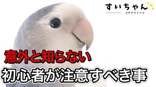 初心者が絶対知っとくべきこと3選【コザクラインコ】