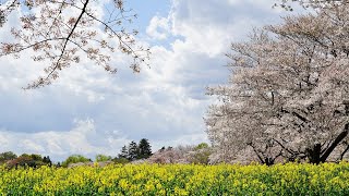 SCHUBERT   Serenade　高木凛々子　昭和記念公園　桜