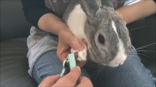 うさぎの爪切り【完全版】Nail clippers of rabbit