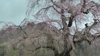 2017年4月23日　角館の桜　開花状況-04