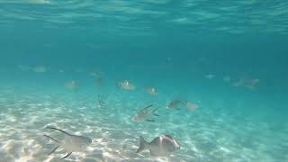 Snorkeling at Coki Beach and Brewers Bay, St Thomas