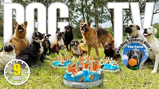 Deeply Entertaining Dog TV for Dogs 🐶 Daycare Video for Your Dog to Watch to Reduce Stress & Anxiety