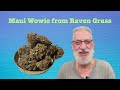 Maui Wowie from Raven Grass: Classic 'Sativa'