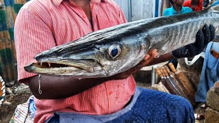 BIGGEST BARACUDA FISH | SEER FISH |CUTTING VIDEO |CUTTING SLICES |MINNAL RAJA CUTTING PERFORMANCE