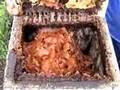 Stingless bees in Peru 2002