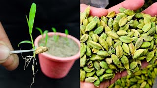 How grow to cardamom plant at home from cardamom || 100% successful way