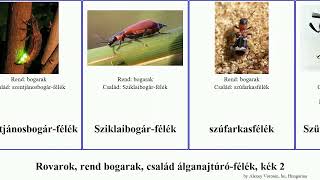 Rovarok, rend bogarak, család álganajtúró-félék, kék 2 insect nagy tarka álganéjtúró szarvasbogár