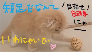 【なんてこったい！！】短足すぎて自分で蹴ったボールに追いつけない子猫《スコティッシュフォールド》