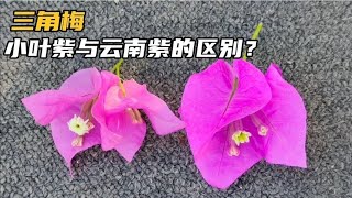 三角梅小叶紫与云南紫有什么区别？网友别再问了，这里告诉你答案