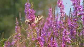 Футаж Цветы и бабочка. Иван чай Background Butterfly on flowers