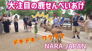 外国人観光客も大注目の鹿せんべいあげ 奈良公園 |nara park japan, 奈良の鹿