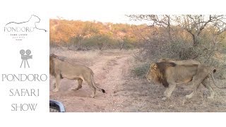 Mohlabetsi lion coalition