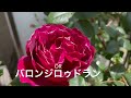 🌹my rose garden　5月２日現在の 早咲きの薔薇品種名入りで 概要欄もご覧下さいねm __ m）