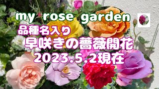 🌹My rose garden　5月２日現在の 早咲きの薔薇品種名入りで (概要欄もご覧下さいねm(__)m）