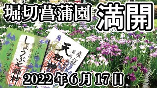 【限定御朱印】今が満開！堀切菖蒲園の花菖蒲と堀切天祖神社の限定御朱印【訪問日2022年6月17日】