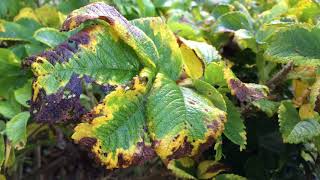 Dog rose (Rosa canina) - leaves - October 2017