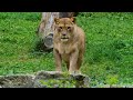 pregnant lioness and lioness giving birth video