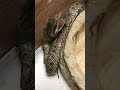 閲覧履歴！蛇の捕食　冷凍マウス