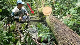 Merinding// potong kayu waru yang roboh di atas batu keramat