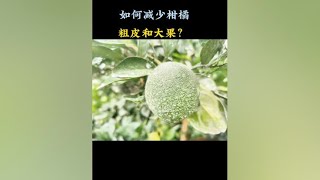 如何减少柑橘的粗皮和大果？#支持三农扶持三农发展