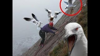 SEAGULLS Are Such FUNNY BIRDS - Cute And Funny Seagull Videos Compilation 2018 [BEST OF]