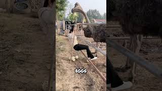 This Girl Cleverly Collects Ostrich Eggs!