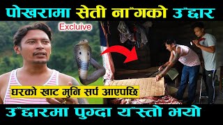 कोठामा लुकेर बसेको कोब्रा सर्प हेर्नुहोस यसरी समातियो Seti Nag Cobra। Snake Rescue । aakash bhandari