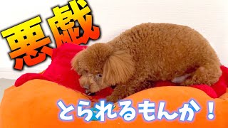 【イタズラ】ペットボトルの蓋を奪った犬を観察してみた