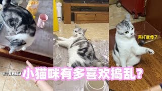 小猫咪喜欢捣蛋怎么办？