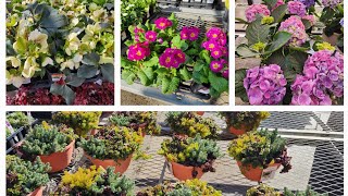 Home Depot Early March Plant Inventory. Beautiful annuals, perennials and shrubs.