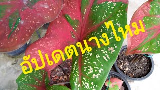 เปลี่ยนกระถางนางไหม บอนสียอดฮิต ไม้สวยงาม ไม้ประดับ จินตนาปลูกผัก Chintana Garden