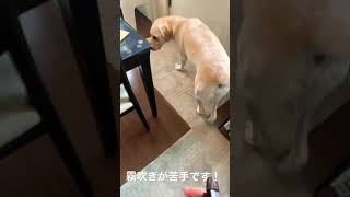 霧吹きが苦手な獰猛犬