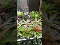 Tanaman hias bromelia bogor